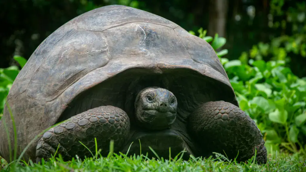 tortue tortue
